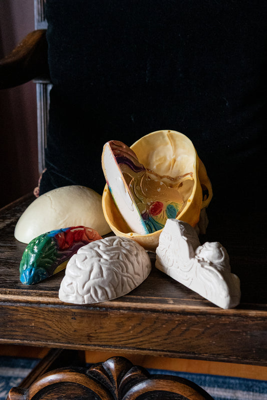 Vintage 1960s Life-Size Human Skull Anatomical Model with Removable Brain