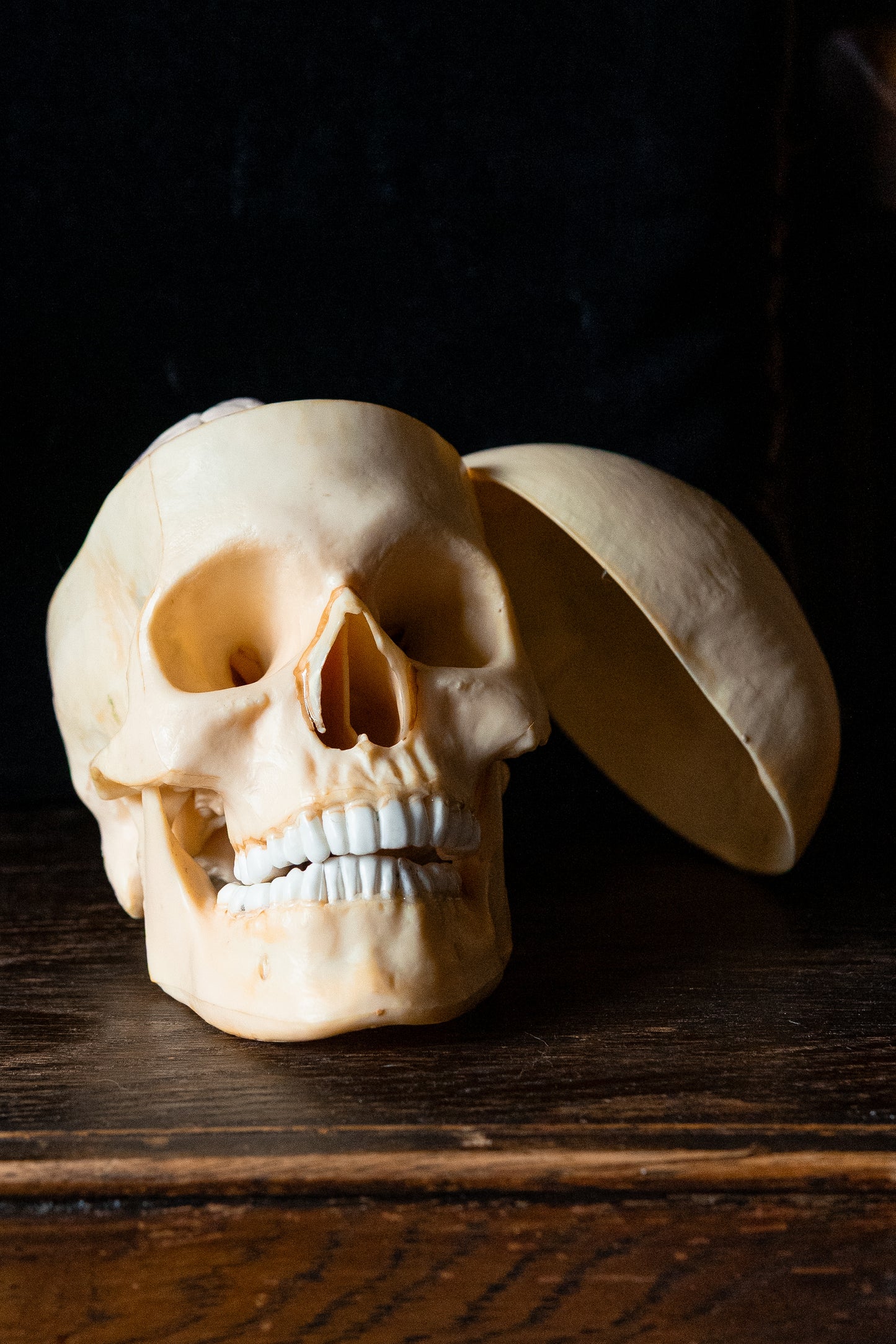 Vintage 1960s Life-Size Human Skull Anatomical Model with Removable Brain