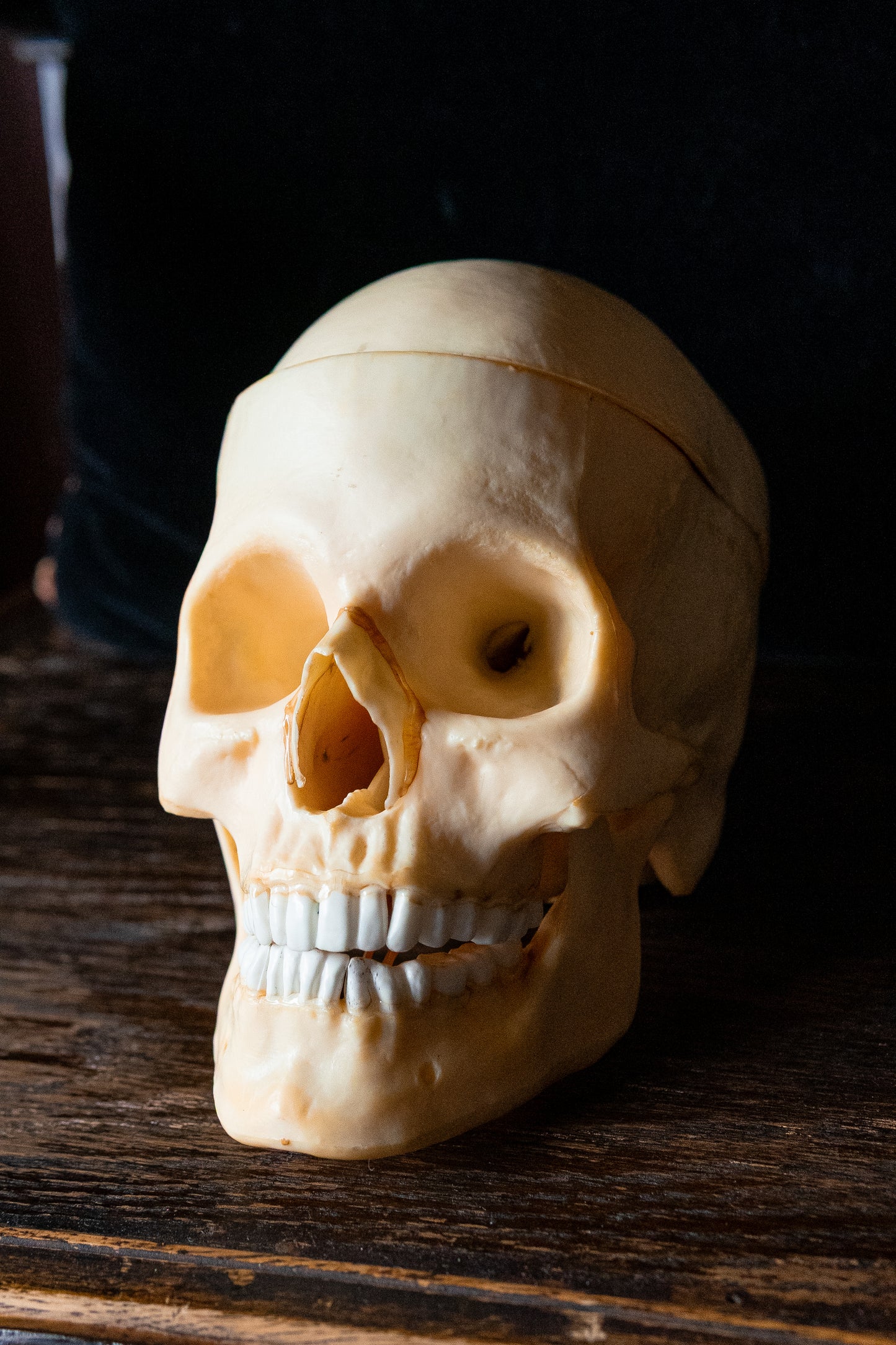 Vintage 1960s Life-Size Human Skull Anatomical Model with Removable Brain