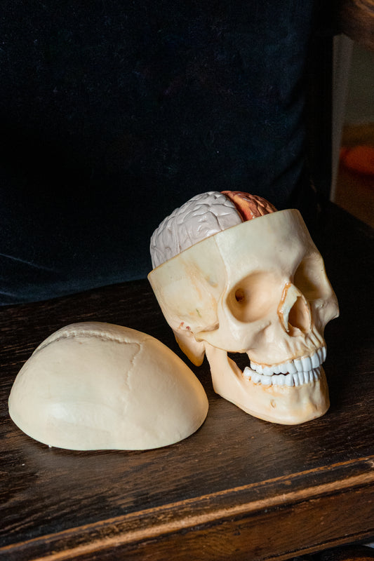 Vintage 1960s Life-Size Human Skull Anatomical Model with Removable Brain