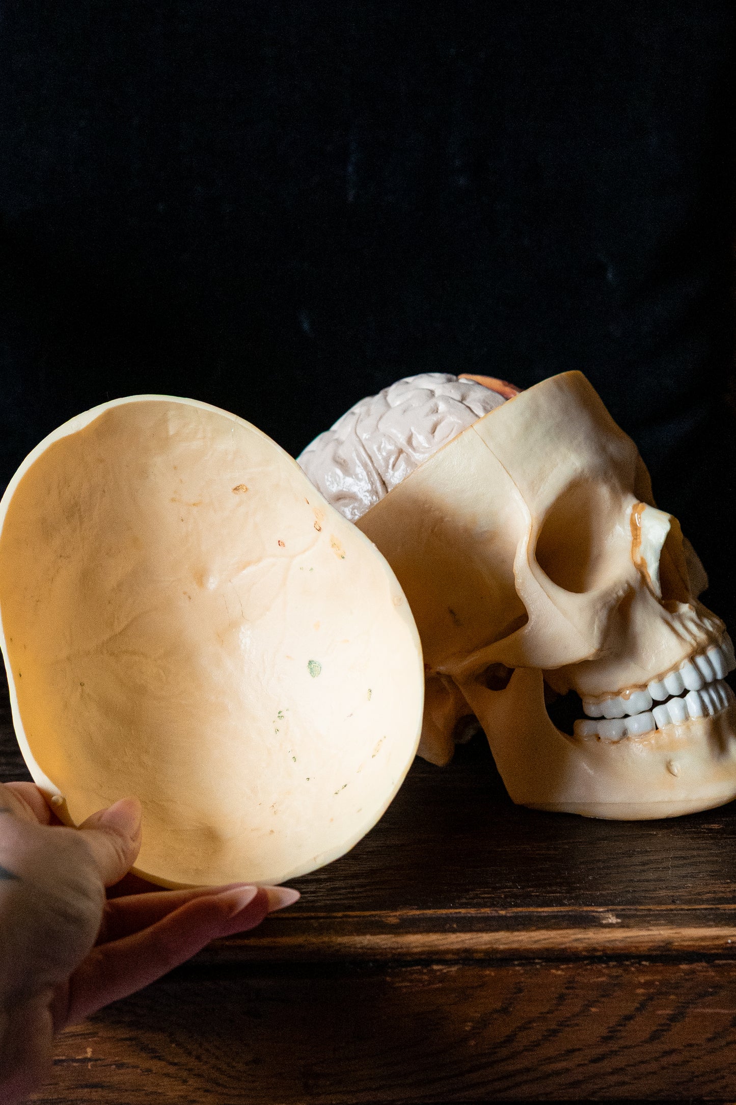 Vintage 1960s Life-Size Human Skull Anatomical Model with Removable Brain