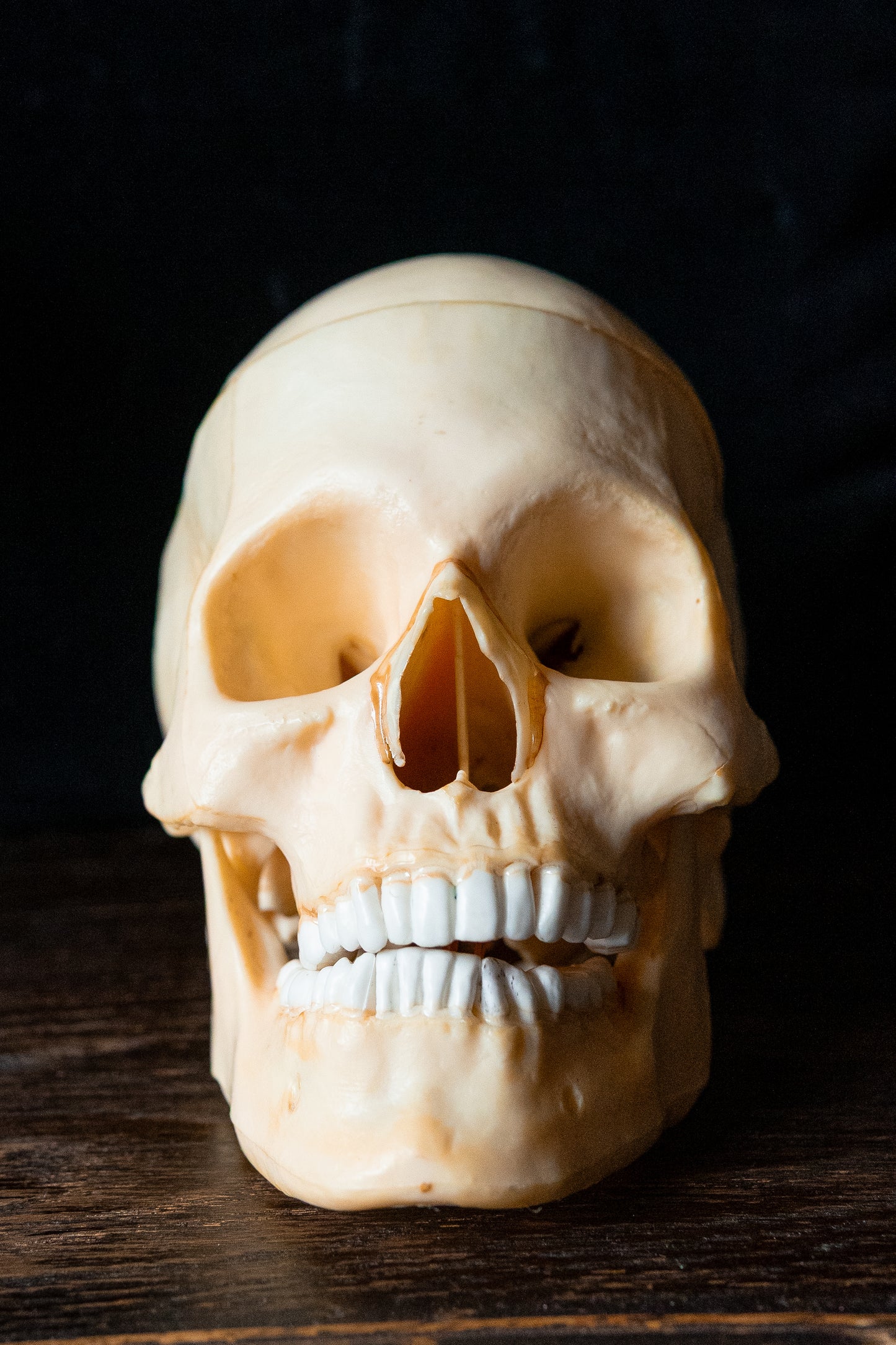 Vintage 1960s Life-Size Human Skull Anatomical Model with Removable Brain