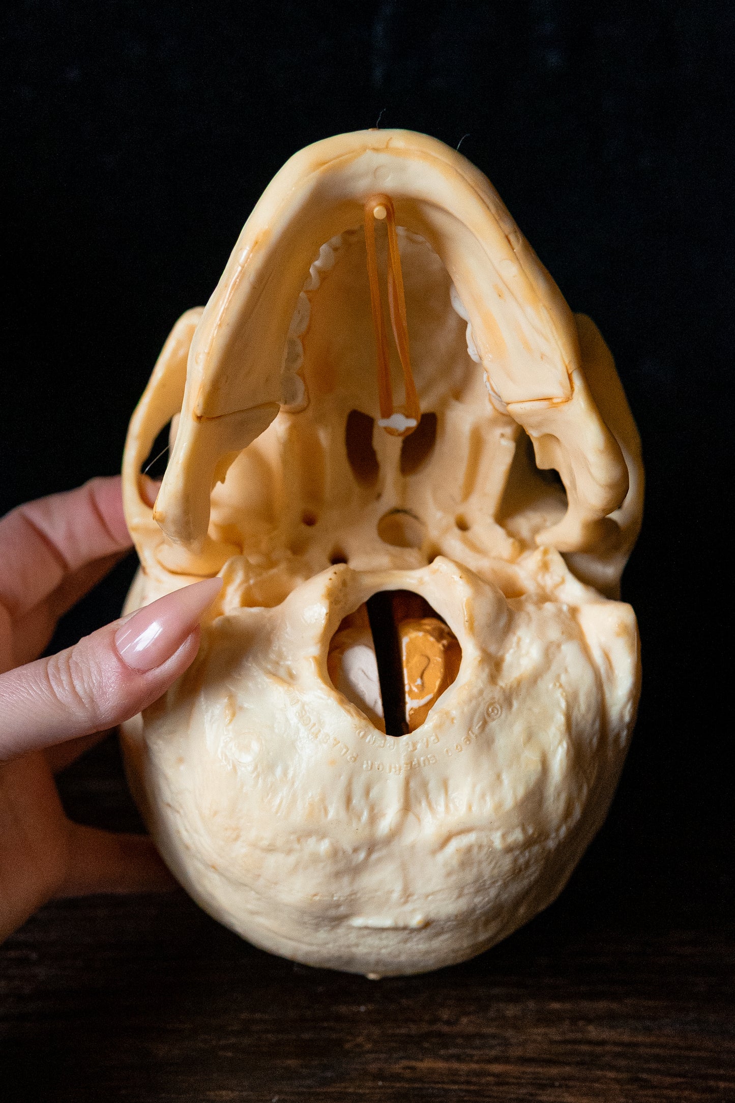 Vintage 1960s Life-Size Human Skull Anatomical Model with Removable Brain